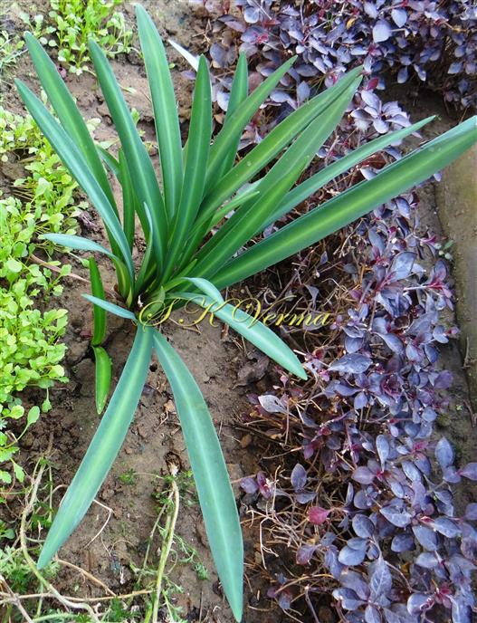  Plants (Leafy Stage)